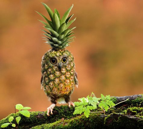 Hayvanları hiç böyle görmediniz - Resim: 4