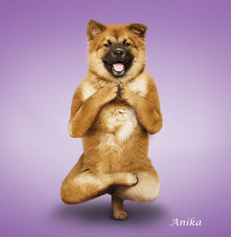 Bu köpekler yoga yapıyor  - Resim: 1