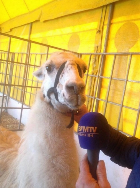 Sarhoş öğrenciler lama kaçırıp tramvaya bindi - Resim: 4