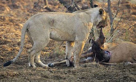 Avının hamile olduğunu görünce... - Resim: 4