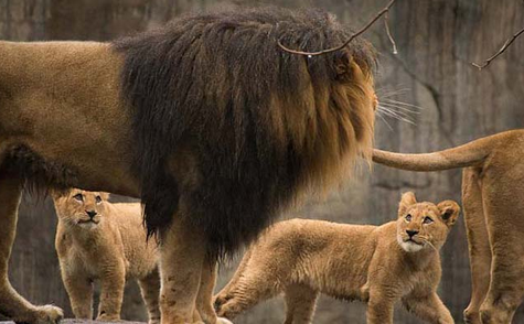 Aslan yavrularının babalarıyla ilk buluşması - Resim: 4