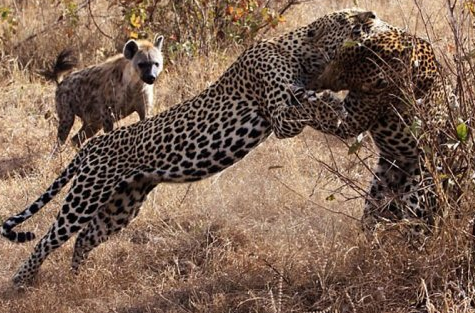 Doğanın vahşileri böyle avlandı - Resim: 2