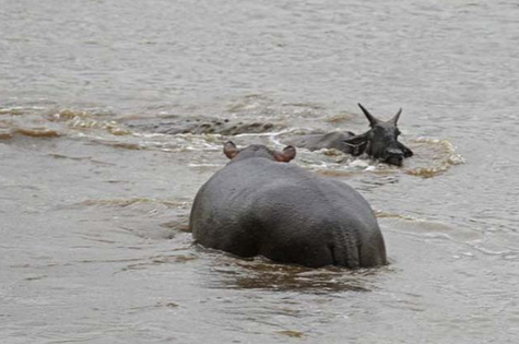 Timsahtan akıl almaz pusu - Resim: 4