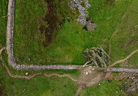 Robin Hood filmiyle ünlenmişti! 16 yaşındaki çocuk İngiltere'nin simge ağacını kesti - Resim: 2