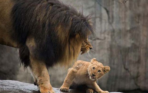 Aslan yavrularının babalarıyla ilk buluşması - Resim: 3