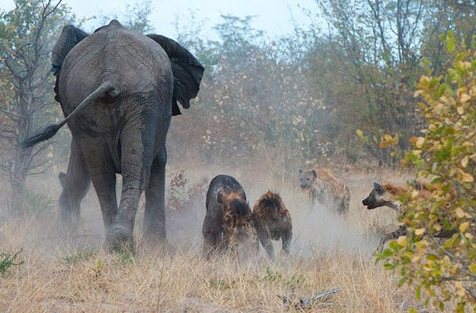 Anne fil sırtlanlara böyle saldırdı - Resim: 4