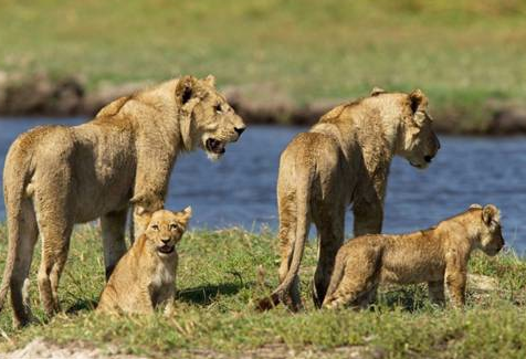Anne aslan yavrularını böyle korudu - Resim: 1