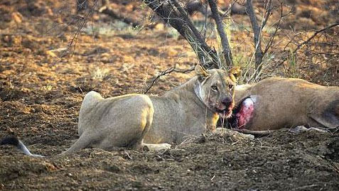 Avının hamile olduğunu görünce... - Resim: 1
