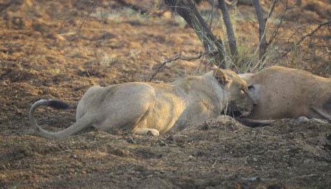 Avının hamile olduğunu görünce... - Resim: 2