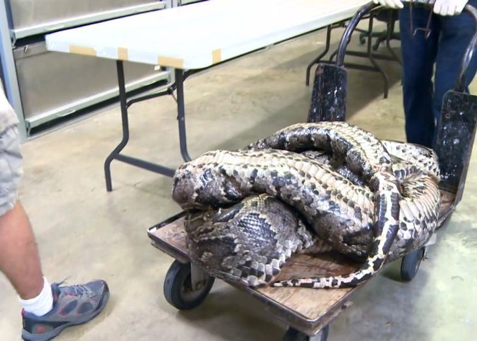 Dev pitonun içine bakın! - Resim: 2