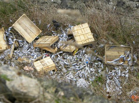 Kasalar dolusu çinokopu katlettiler - Resim: 1