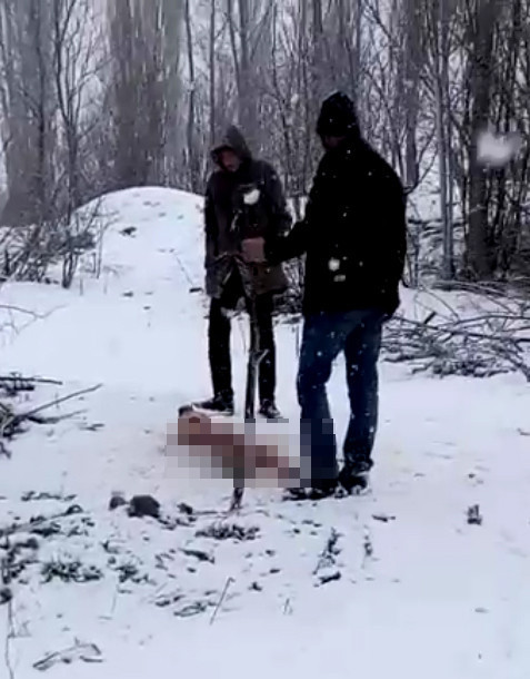 Sivas'ta köye inen kurtlar Kangal köpeğini yedi geriye başı kaldı - Resim: 3