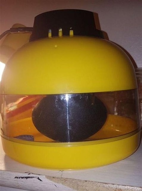 Süs yumurtası diye aldı içinden çıkana bakın şoke olacaksınız - Resim: 3