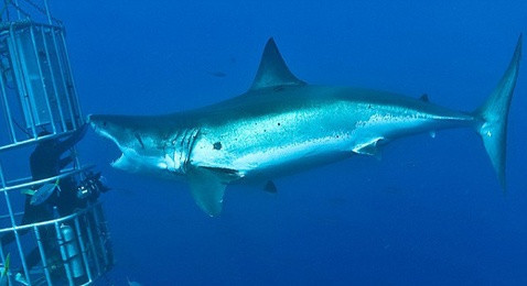 Köpekbalığı ile yakın temas - Resim: 4