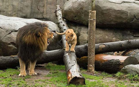 Aslan yavrularının babalarıyla ilk buluşması - Resim: 2