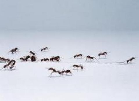 İnsanları şok eden gerçekler! - Resim: 1