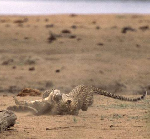 Doğanın vahşilerinin amansız dövüşü - Resim: 2