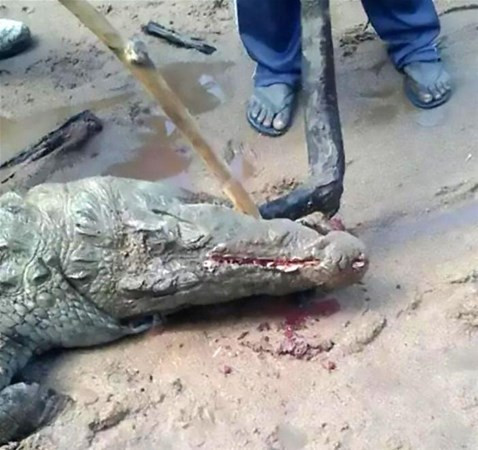 Timsahın karnından öyle bir şey çıktı ki... - Resim: 2