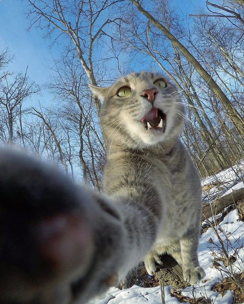 Bu kedi normal değil yaptıklarını görünce şok olacaksınız! - Resim: 1