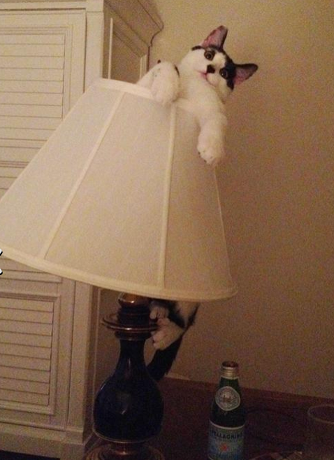 Suçüstü yakalanan hayvanların şaşkın bakışları - Resim: 1