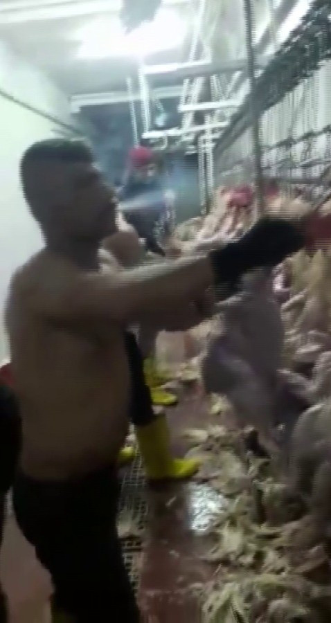 Ağızda sigara, üst çıplak... Adana'da bir mezbahada rezalet görüntüler! - Resim: 0