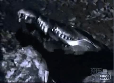 Aslanlarla timsahın ölüm kalım savaşı - Resim: 4