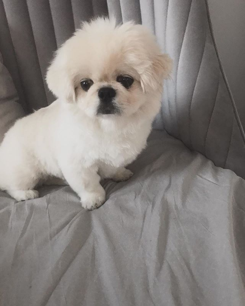 Survivor Ersin Korkut ölen köpeği Mes'in yerine yenisi buldu - Resim: 4