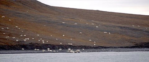 Görenler onları koyun sürüsü zannetti ama gerçek bambaşka - Resim: 3