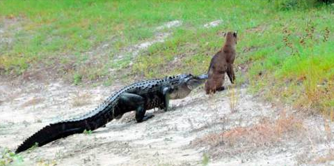 Tam av olacakken... - Resim: 3