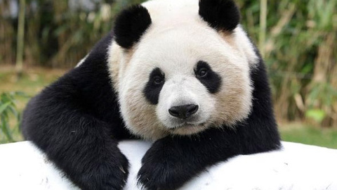 Japonya'da dev panda Şin Şin doğurdu