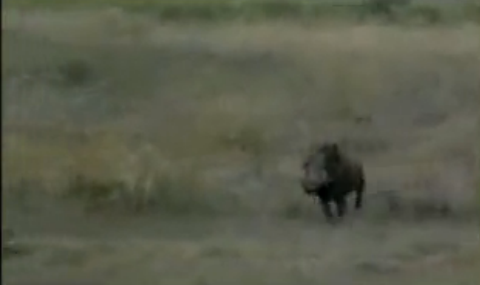 Aslanın domuz avı nefes kesti! - Resim: 2