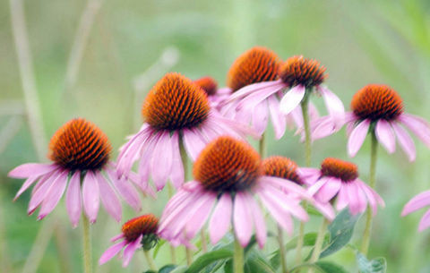 Soğuk algınlığını 24 saatte yenin  - Resim: 2