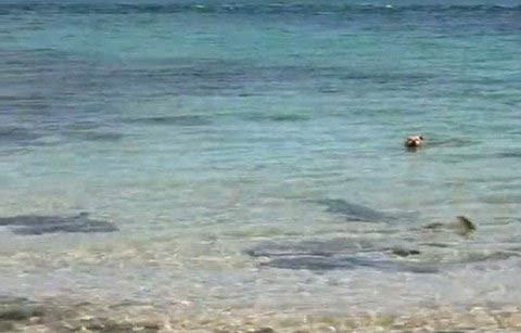 Köpekbalığını işte böyle ısırdı! - Resim: 1