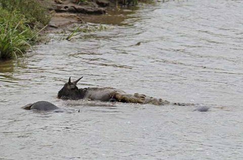 Timsahtan akıl almaz pusu - Resim: 3