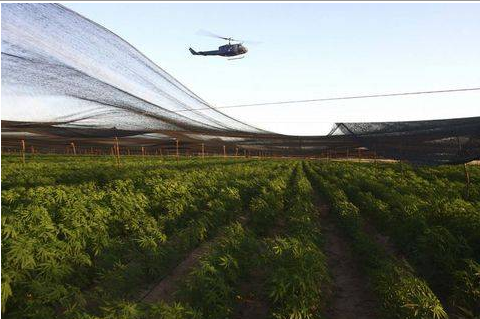 160 milyon dolarlık marihuana tarlası - Resim: 3
