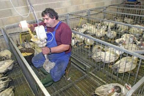 Kazlara akıl almaz işkence! - Resim: 1