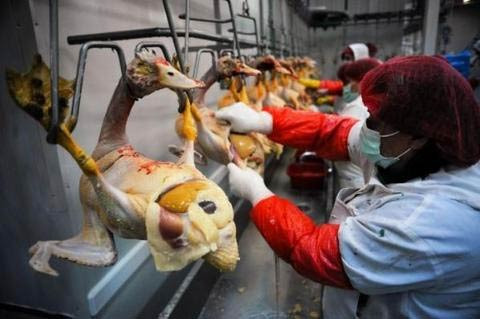 Kazlara akıl almaz işkence! - Resim: 4