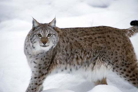 Erkek çocuk isteyenler bu ülkeye gitsin - Resim: 2