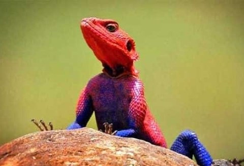 Şaşkına çeviren 20 gerçek - Resim: 1