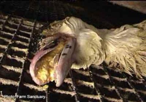 Kazlara akıl almaz işkence! - Resim: 2