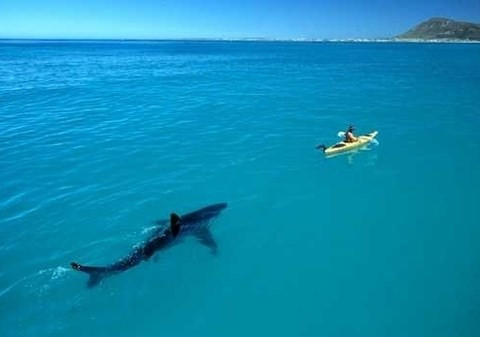 Şaşkına çeviren 20 gerçek - Resim: 2