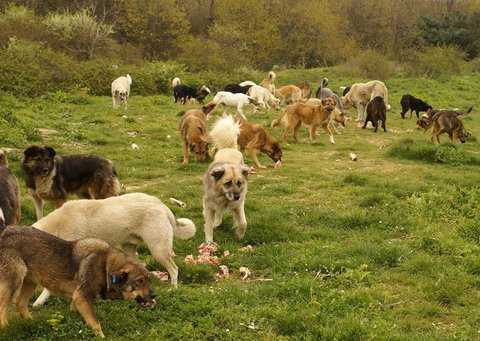 Barınaktan kan donduran görüntüler - Resim: 2