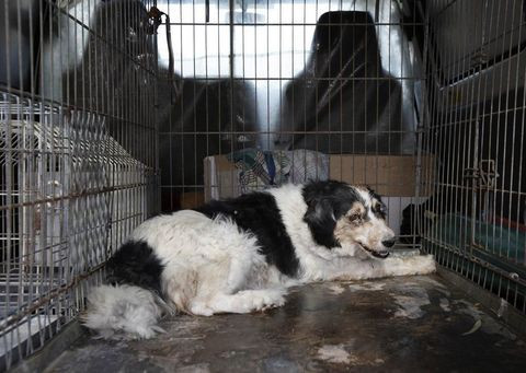 Böyle vahşet hiçbir yerde görülmedi - Resim: 4