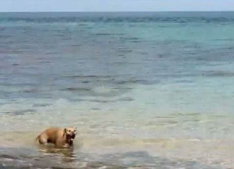 Köpekbalığını işte böyle ısırdı! - Resim: 2