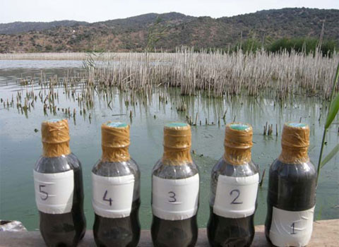 Azap gölünde canlılar ölüyor - Resim: 2