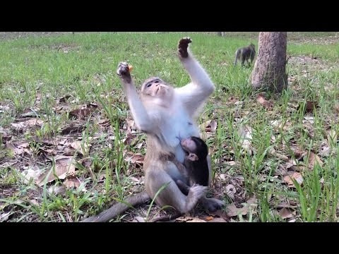 Anne maymun yavrusu için gözyaşı döktü - Resim: 2