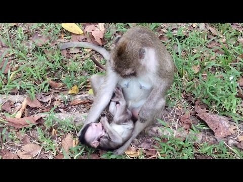 Anne maymun yavrusu için gözyaşı döktü - Resim: 3