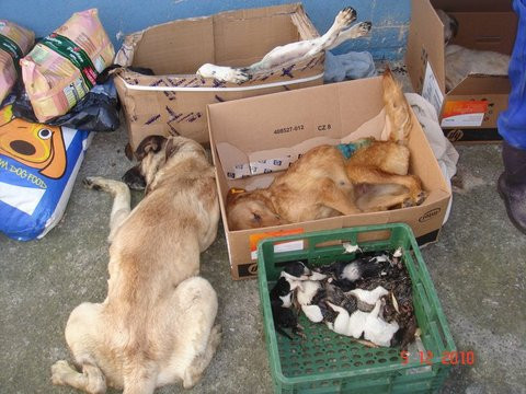 Bu görüntüler kan donduracak! - Resim: 1