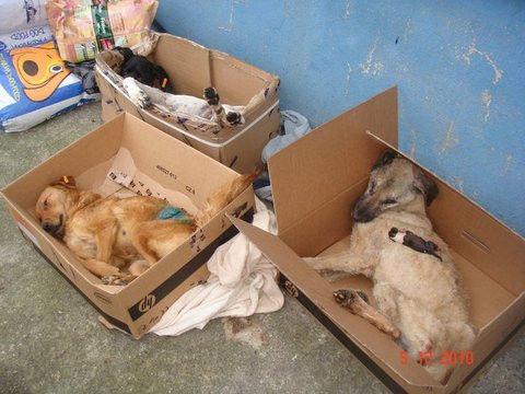 Bu görüntüler kan donduracak! - Resim: 2