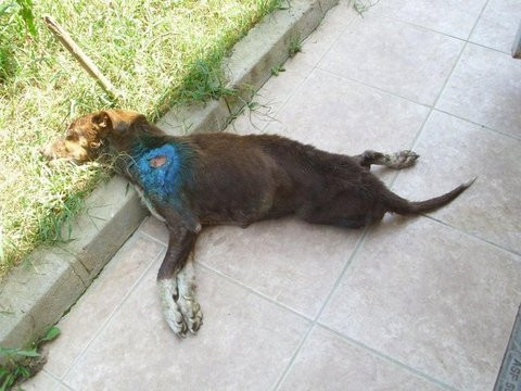 Barınaktan kan donduran görüntüler - Resim: 1